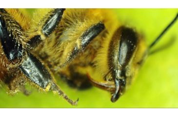 Image of Celestron MicroDirect 1080p HD Handheld Digital Micro, Black, 44316