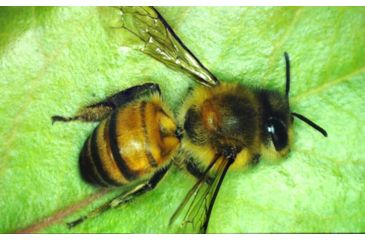 Image of Celestron MicroDirect 1080p HD Handheld Digital Micro, Black, 44316