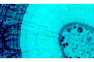 Image of Celestron MicroDirect 1080p HD Handheld Digital Micro, Black, 44316