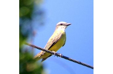 Image of Celestron Regal M2 65ED Spotting Scope 52304