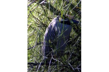 Image of Celestron Regal M2 65ED Spotting Scope 52304