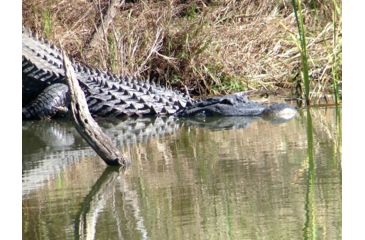 Image of Celestron Regal M2 65ED Spotting Scope 52304