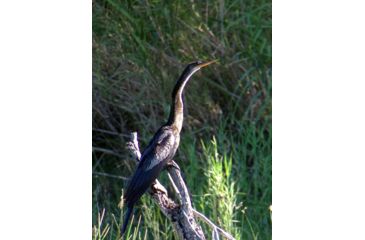 Image of Celestron Regal M2 65ED Spotting Scope 52304