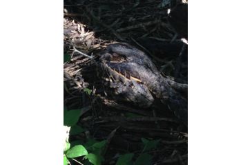 Image of Celestron Regal M2 65ED Spotting Scope 52304