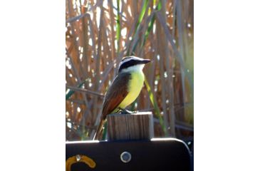 Image of Celestron Regal M2 65ED Spotting Scope 52304