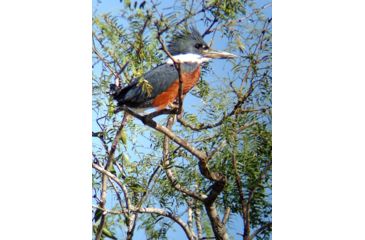 Image of Celestron Regal M2 65ED Spotting Scope 52304