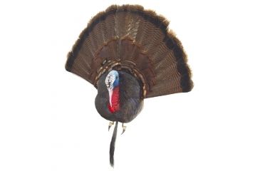 Image of Cherokee Turkey, Taxidermy Bust MF9300
