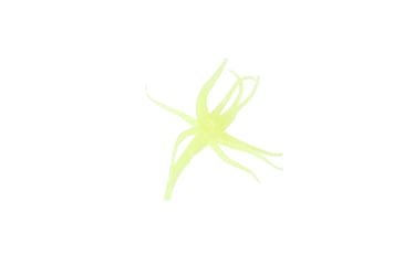 Image of Clam Maki Neki