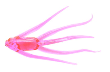 Image of Clam Maki Water Spider