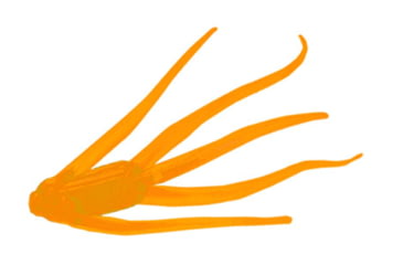 Image of Clam Maki Water Spider