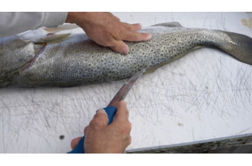 Image of Cuda AquaTuff Wide Fillet Knife with Blade Cover, Blue, 7in, 23046