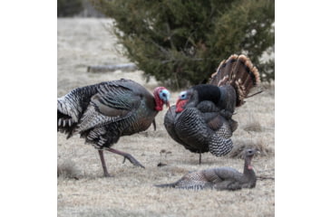 Image of Dave Smith Decoys Jake Strutter Decoy