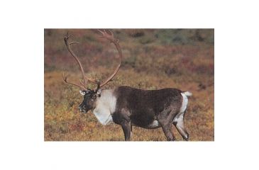 Image of Delta McKenzie Tru-Life Target, Caribou 70495