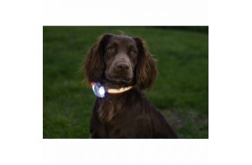 Image of DT Systems S.P.O.T. Rechargeable 42 Lumen LED Lighted Obedience Trainer, Orange, S.P.O.T.