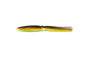 Image of Fathom Shell Squid