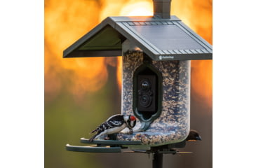 Image of FeatherSnap Scout Version 1 Bird Feeder, Clear/Green, Small, FSBF001