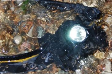Image of Fenix HL21 Headlamp - Waterproof