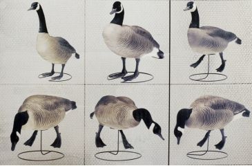 Image of Final Approach FA Last Pass HD Field Honkers - 6 Pack 474170