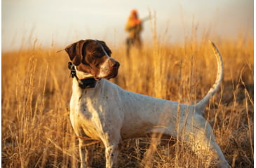 Image of Garmin Alpha TT 25 Dog Collar, LED, 010-02447-20