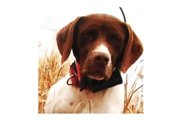 Image of Garmin Astro Bundle - Astro 220 and DC 40 transmitter and collar 010-00596-20