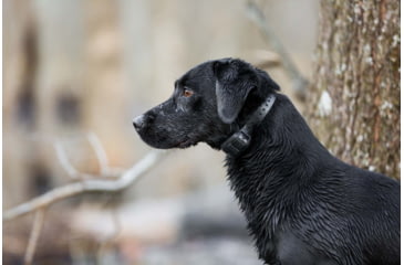 Image of Garmin Delta SE Handheld &amp; Dog Collar Device Bundle, Black, 010-02608-00