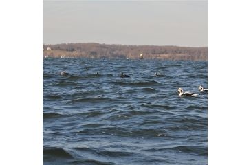 Image of Greenhead Gear Commercial Grade Long-Tailed Ducks Foam Filled,1/2 Dozen 74027