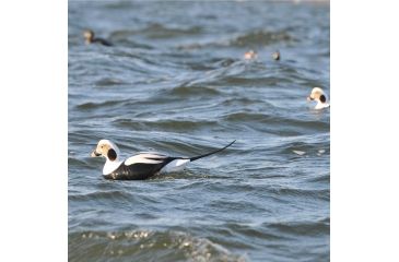 Image of Greenhead Gear Commercial Grade Long-Tailed Ducks Foam Filled,1/2 Dozen 74027
