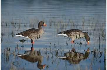 Image of Greenhead Gear FFD Elite Full Body Specklebelly Decoy,Harvester Pack,1/2 Dozen 71813