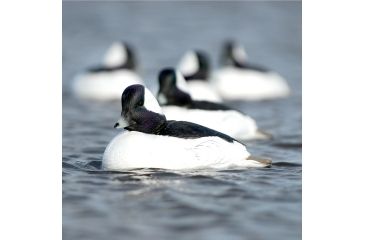 Image of Greenhead Gear Over-Size Duck Decoy,Buffleheads,1/2 Dozen 71048
