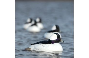 Image of Greenhead Gear Over-Size Duck Decoy,Buffleheads,1/2 Dozen 71048