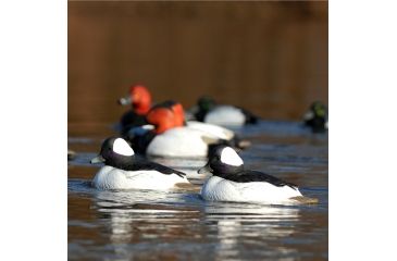 Image of Greenhead Gear Over-Size Duck Decoy,Buffleheads,1/2 Dozen 71048