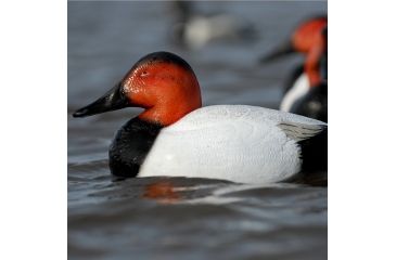 Image of Greenhead Gear Over-Size Duck Decoy,Canvasbacks,1/2 Dozen 73049