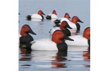 Image of Greenhead Gear Over-Size Duck Decoy,Canvasbacks,1/2 Dozen 73049