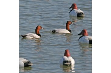 Image of Greenhead Gear Over-Size Duck Decoy,Canvasbacks,1/2 Dozen 73049