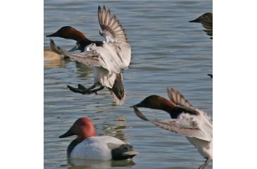 Image of Greenhead Gear Over-Size Duck Decoy,Canvasbacks,1/2 Dozen 73049