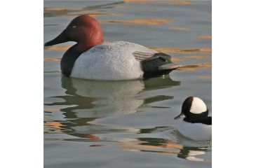 Image of Greenhead Gear Over-Size Duck Decoy,Canvasbacks,1/2 Dozen 73049