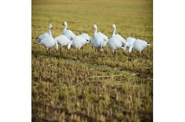Image of Greenhead Gear Pro-Grade Full Body Snow Decoy,Harvester Pack,Dozen 71180