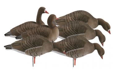 Image of Demo,Greenhead Gear Pro-Grade Full Body Specklebelly Decoy,Harvester Pack,1/2 Dozen 71852