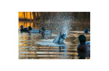 Image of Higdon Outdoors 54073 Pulsator Mallard Drake Species