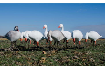 Image of Higdon Outdoors APEX Full-Size Full-Body Variety Pack Decoy, Snow/Juvenile, 72338