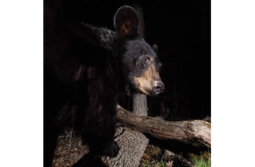 Image of This black bear never saw it coming.