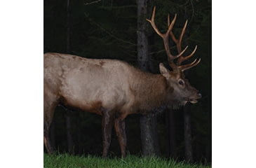 Image of Be sure to set your trail cam appropriately for the target species.