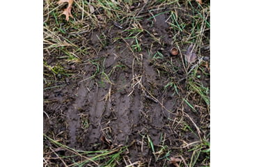 Image of Deer scrape on the ground.