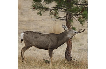 Image of Mule deer scraping.