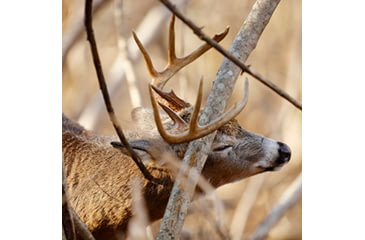 Image of Whitetail scraping.