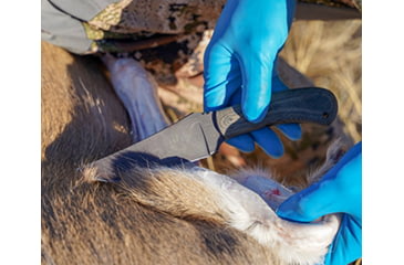 Image of Using Hunting Knife to Field Dress Deer