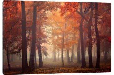 Image of iCanvas Feel by Ildiko Neer Canvas,26x18, 18 x 26 OXM332-1PC3-26x18