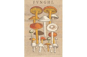 Image of iCanvas Funghi Velenosi II By Wild Apple Portfolio Canvas Print, Multi, 40x26x0.75 WAC1972-1PC3-40x26