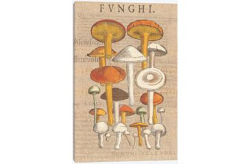 Image of iCanvas Funghi Velenosi II By Wild Apple Portfolio Canvas Print, Multi, 40x26x0.75 WAC1972-1PC3-40x26