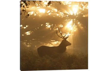 Image of iCanvas Ghost Of The Forest by Greg Morgan Canvas Print, 26 x 26 OXM640-1PC3-26x26